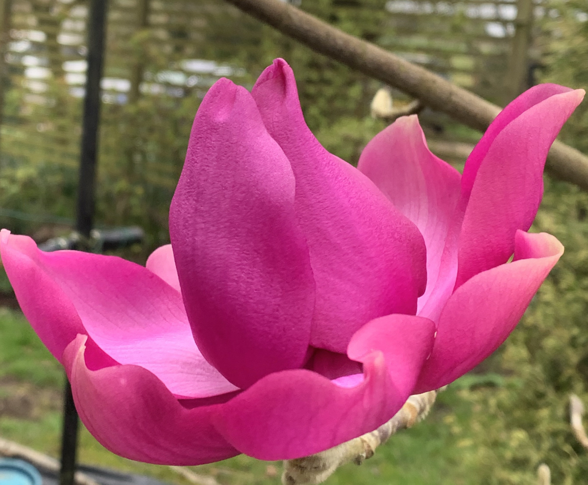 M campbellii ssp mollicomata Lanarth